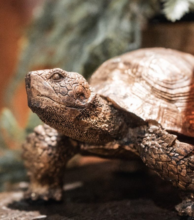 GOLD TORTOISE 18X8.5CM